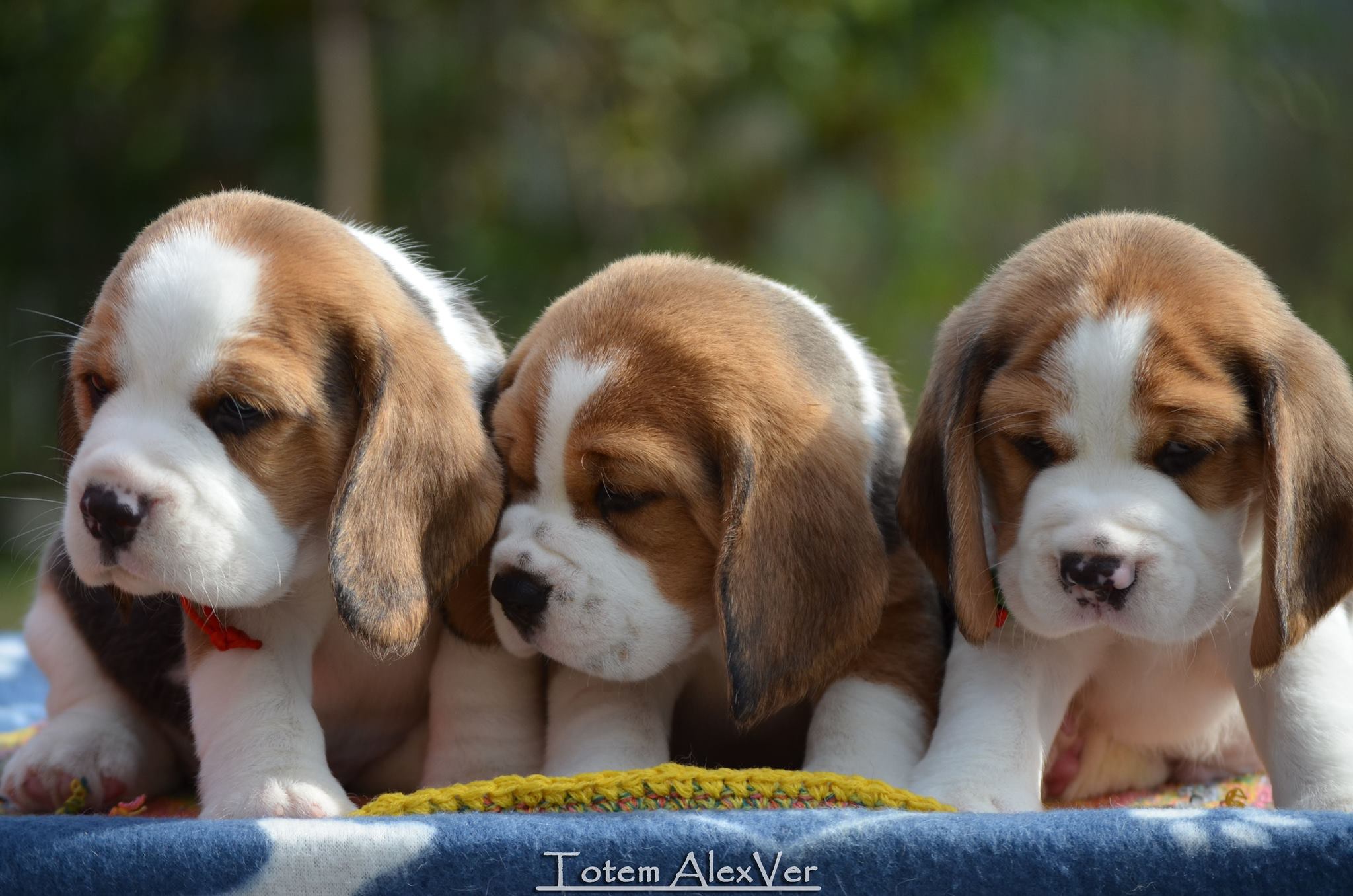 Beagle Price in India: Everything You Need to Know to Bring One into Your Home
