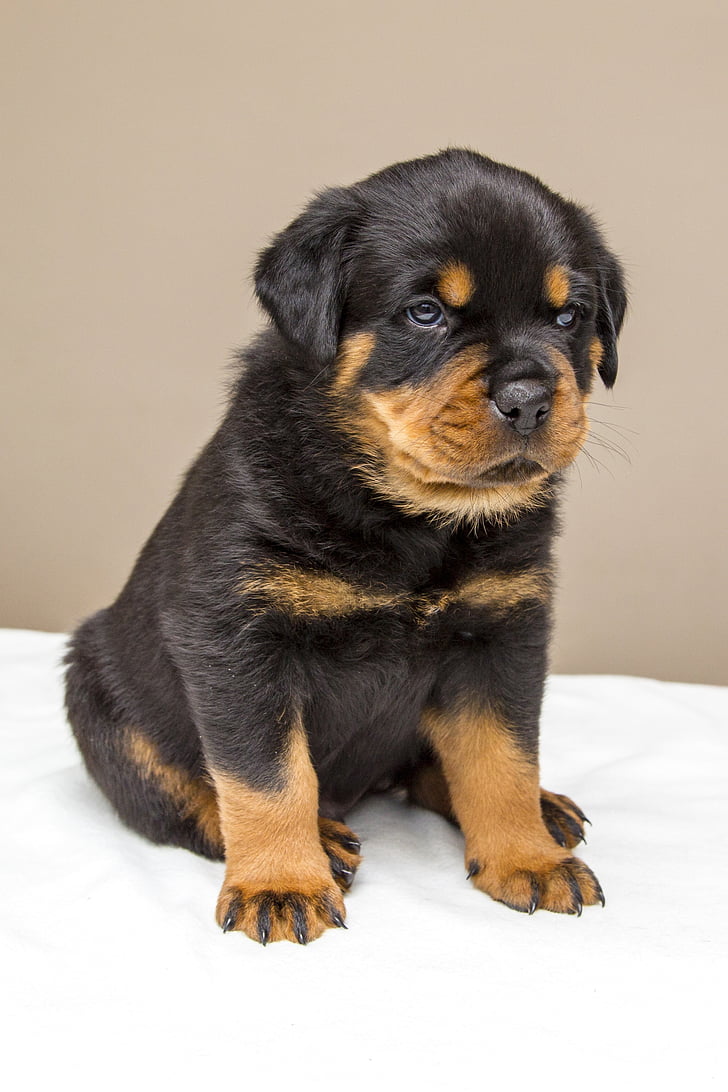 Rottweiler Price in Noida: A Detailed Guide